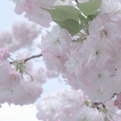 运河福瑞交流群